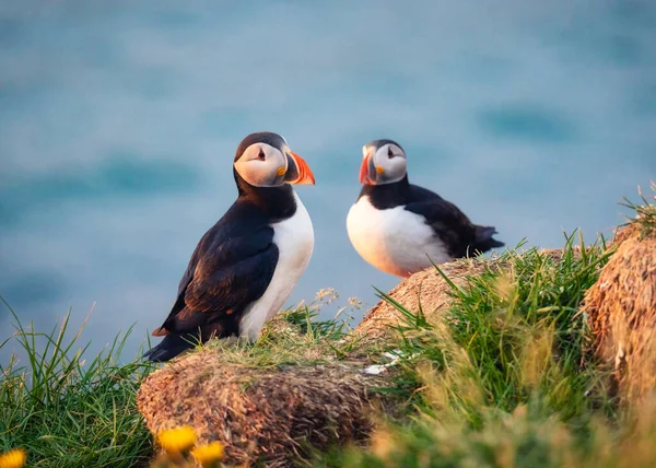 Lovely Couple Atlantic Puffin Bird Fratercula Arctica Standing Cliff Coastline — 스톡 사진