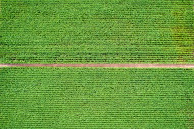 Tarlada yetiştirilen biyokütle bitkisinin en üst görüntüsü tarımsal kırsal ve tarımsal yolda yetişiyor.