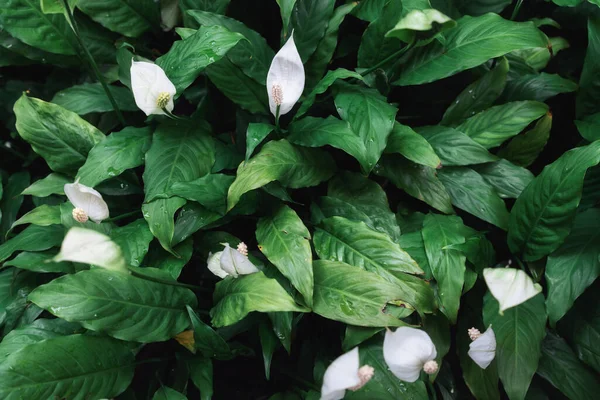 Deep green Peace Lily plant with petal, monocot houseplant glowing in formal garden on tropical climate