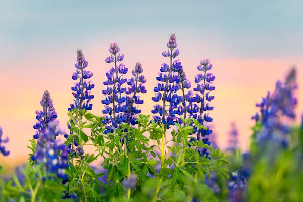 Fechar Acima Flor Roxa Colorida Lupin Que Floresce Céu Colorido — Fotografia de Stock