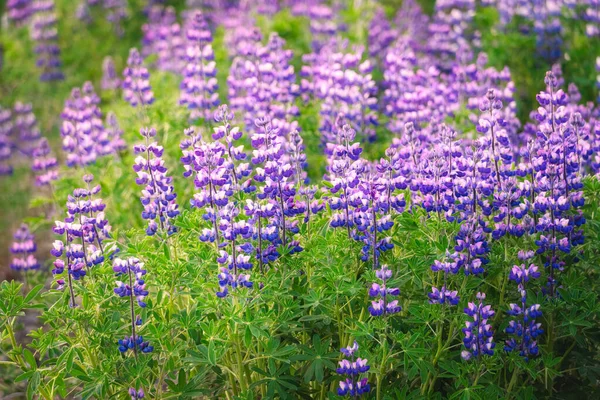 Barevné Fialové Květy Lupin Kvetoucí Poli Začátku Léta Islandu — Stock fotografie