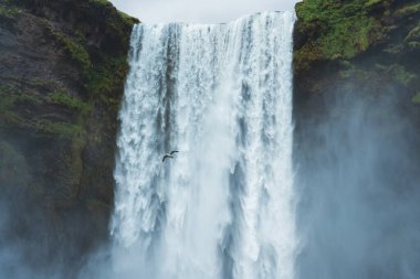 Martı kuşu yazın İzlanda 'da güçlü Skogafoss şelalesinden uçuyor.