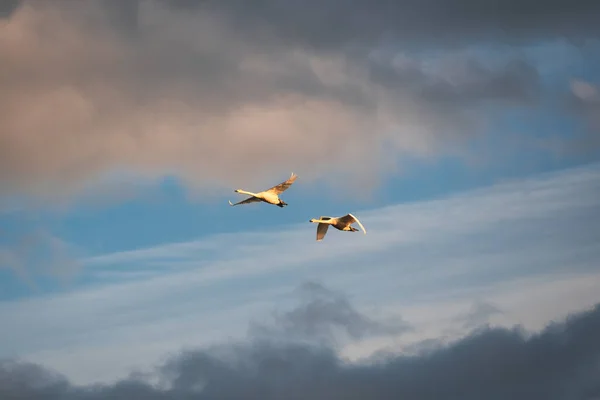 Couple geese flying in evening sky along the coast in Iceland