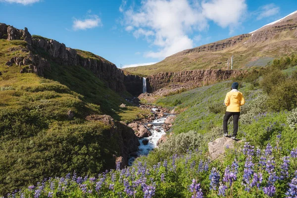 Gyönyörű Táj Buoarfoss Vízesés Folyik Lila Csillagvirággal Virágzó Női Turista — Stock Fotó