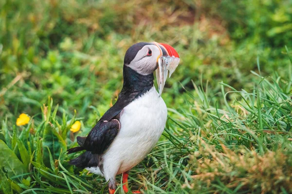 Lovely Atlantic Puffin bird or Fratercula Arctica with sand eel in beak standing on the grass by coastline in North Atlantic Ocean on summer at Iceland
