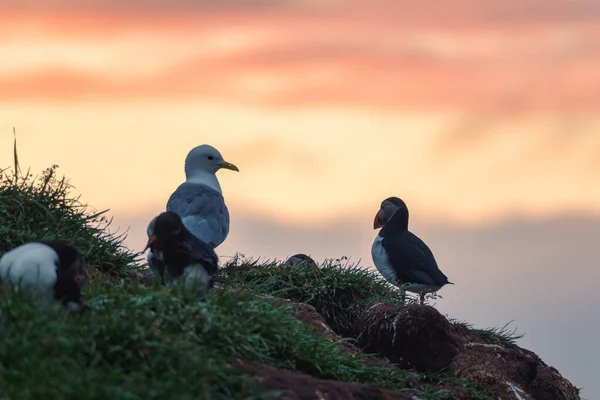 Lovely couple Atlantic Puffin bird with seagull standing on the cliff by coastline in north atlantic ocean on summer in Iceland