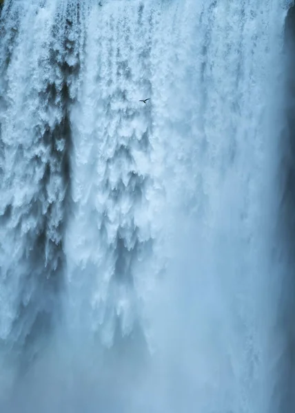 Ave Gaivota Voando Através Poderosa Cachoeira Skogafoss Verão Islândia — Fotografia de Stock