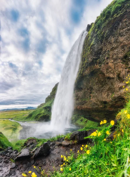 Piękny Wodospad Seljalandsfoss Płynący Żółtym Kwiatem Kwitnącym Jasny Dzień Latem — Zdjęcie stockowe