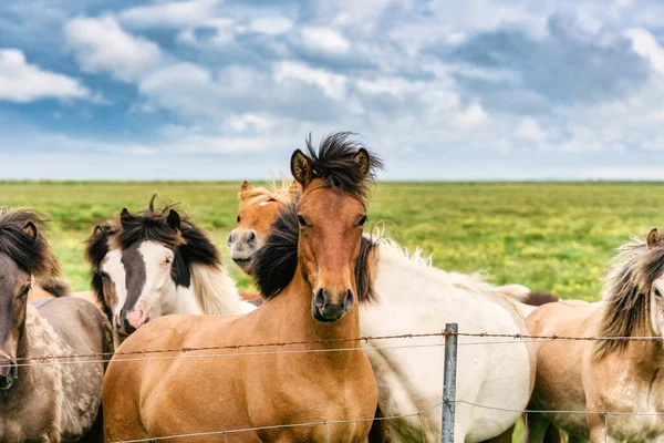 Islandpferd Inmitten Der Herde Auf Einem Feld Auf Einem Ackerland — Stockfoto