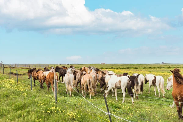 Islandpferdeherde Verschiedenen Farben Stehen Sommer Auf Der Weide Island — Stockfoto
