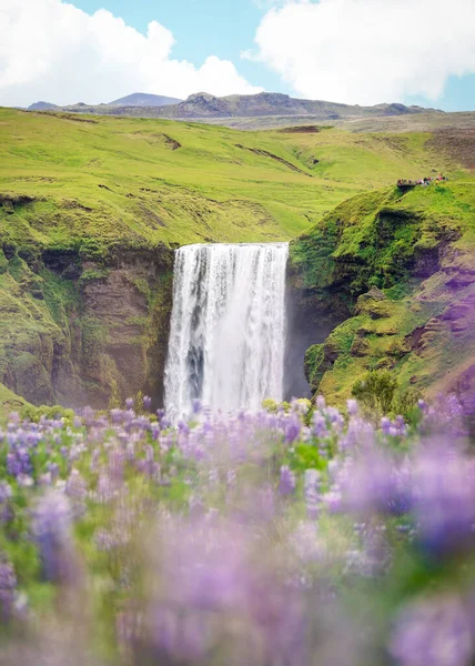 Gyönyörű Táj Skogafoss Vízesés Lila Csillagvirággal Virágzik Nyáron Izlandon Izlandi — Stock Fotó