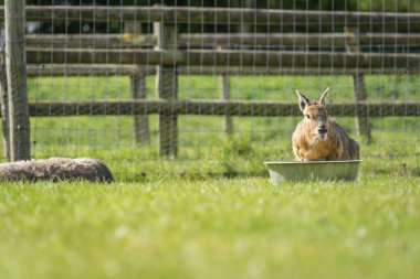Tavşanın su içme sahnesi. Yüzeye çimenlerle kaplı.