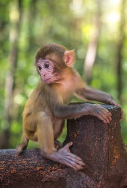 Tahta çitin üzerindeki şirin bebek maymun, Ten Mile Galerisi Maymun Ormanı, Zhangjiajie Ulusal Parkı, Çin