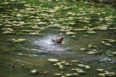 Küçük yaban ördeği yazın sığ bir gölde parkta banyo yaparken su sıçratıyor.