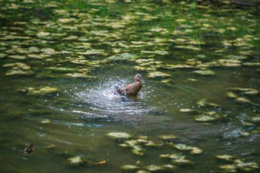 Küçük yaban ördeği yazın sığ bir gölde parkta banyo yaparken su sıçratıyor.