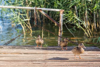 Ördekler bir gölün kıyısındaki tahtanın üzerinde
