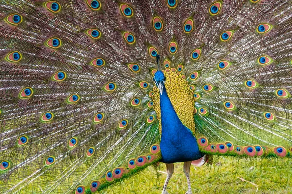 Plan Paon Avec Ses Belles Plumes Montrant Tout Monde Dans — Photo