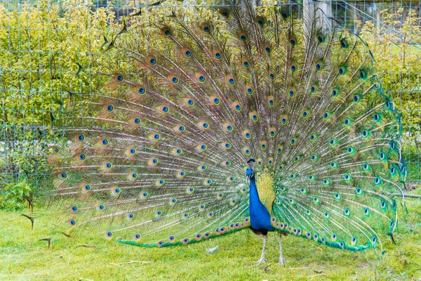 Plan Paon Avec Ses Belles Plumes Montrant Tout Monde Dans — Photo