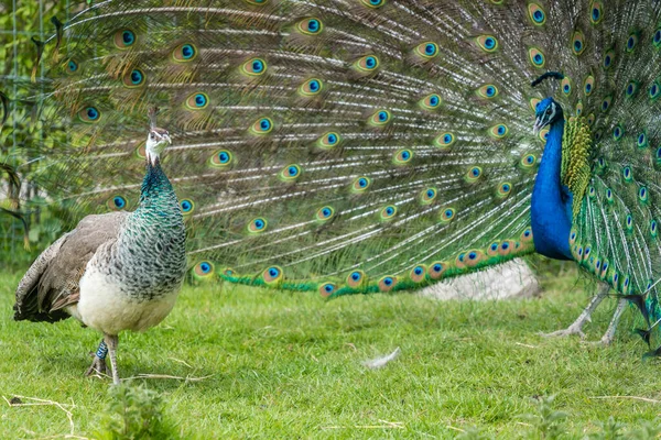 Pohled Dva Modré Zelené Pavo Pávy Ptáky Jeden Otevřeným Modrým — Stock fotografie