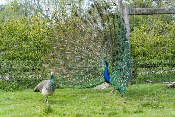 Une Vue Deux Oiseaux Pavo Paons Bleus Verts Avec Une — Photo