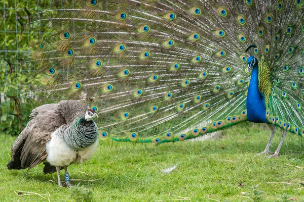 View Two Blue Green Pavo Peacocks Birds One Open Blue — Photo