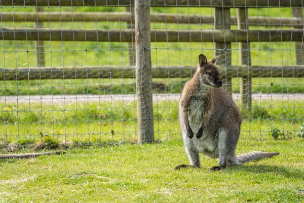 Eine Aufnahme Des Wallabys Das Auf Der Mit Grünem Gras — Stockfoto