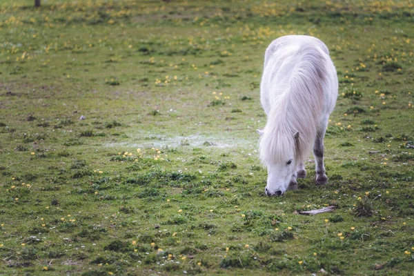 草の上の小さな白いアイスランドの馬の放牧小さな黄色の花 — ストック写真