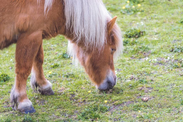 威尔士 一匹棕色的小马在农田上的绿色草地上吃草 — 图库照片