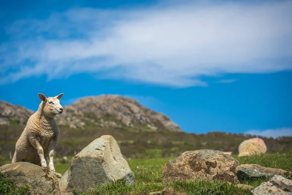 Πρόβατα Βόσκηση Στην Αγροτική Ουαλίας Τοπίο Κοντά Whitesands Bay — Φωτογραφία Αρχείου