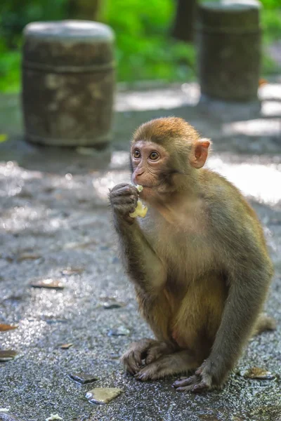 地面に立って 観光客が残した果物の一部を食べる猿 10マイルギャラリー猿の森 張家界国立公園 — ストック写真