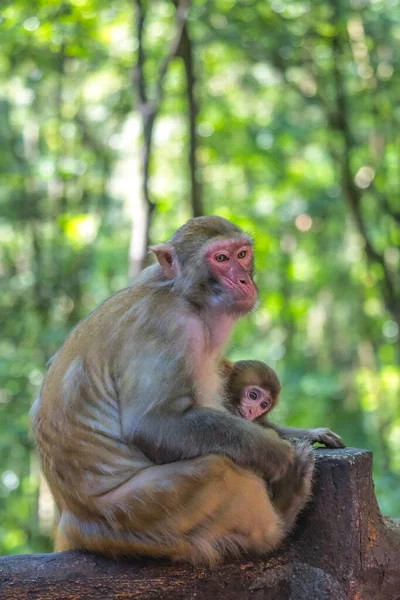 Protective Female Mother Looking Cute Tiny Little Baby Monkey Ten — Zdjęcie stockowe