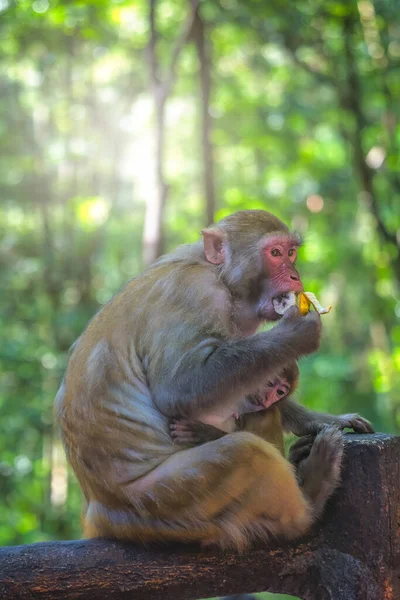 保護女性の母親はかわいい小さな猿バナナの果実の作品を保持した後 食べることを見て 10マイルギャラリーモンキーフォレスト 張家界国立公園 — ストック写真