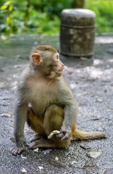 Apan Håller Bit Frukt Att Äta Ten Mile Gallery Monkey — Stockfoto