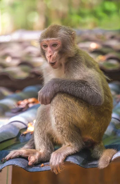 猿国立公園の観光客が地面に食べ物をドロップするのを待っている小さな軽食の小屋の屋根の上に座って 10マイルギャラリー猿の森 張家界国立公園 — ストック写真