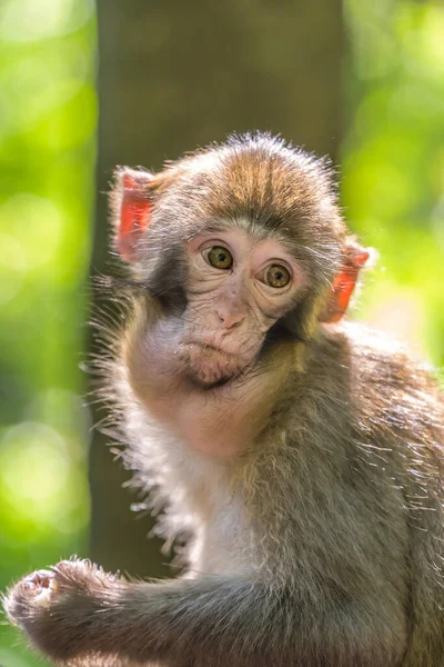 Monkey Weird Face Grimace Ten Mile Gallery Monkey Forest Zhangjiajie — Stockfoto