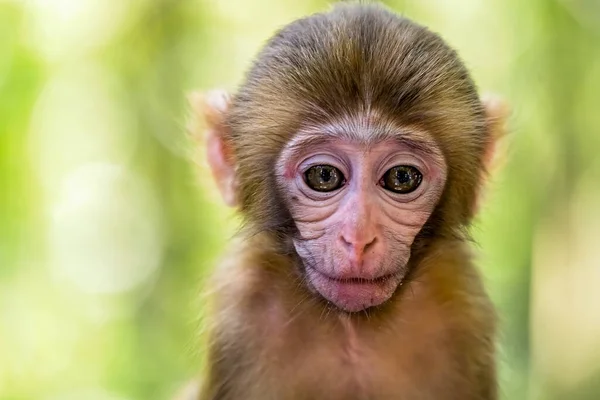 かわいい赤ちゃん猿の肖像画 10マイルギャラリー猿の森 張家界国立公園 — ストック写真