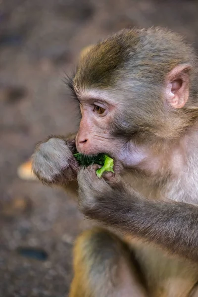 地面に立って 観光客が残したキュウリの作品を食べる猿 10マイルギャラリー猿の森 張家界国立公園 — ストック写真