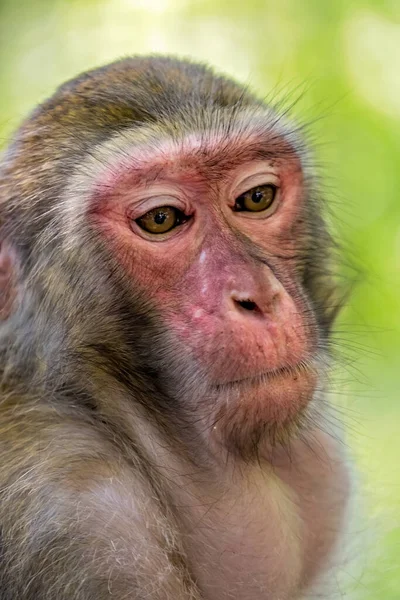 赤い顔の肖像画とマカク猿 10マイルギャラリーモンキーフォレスト 張家界国立公園 — ストック写真
