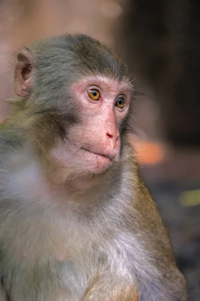 Macaque Monkey Red Face Portrait Ten Mile Gallery Monkey Forest — Zdjęcie stockowe