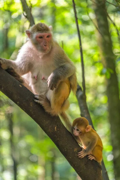 Pack Wild Monkeys Including Mother Her Cute Young Baby Climbing — Zdjęcie stockowe