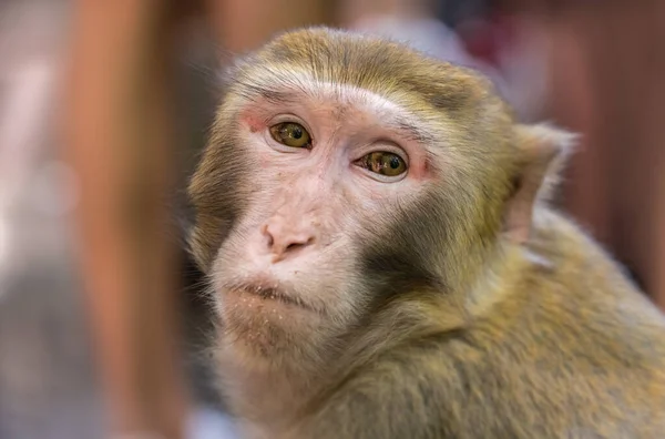Chinese Macaque Monkey Portrait Ten Mile Gallery Monkey Forest Zhangjiajie — Zdjęcie stockowe