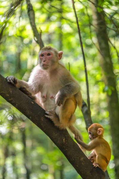 Pack Wild Monkeys Including Mother Her Cute Young Baby Climbing — Photo