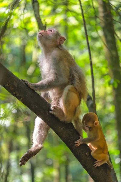 Pack Wild Monkeys Including Mother Her Cute Young Baby Climbing — Zdjęcie stockowe