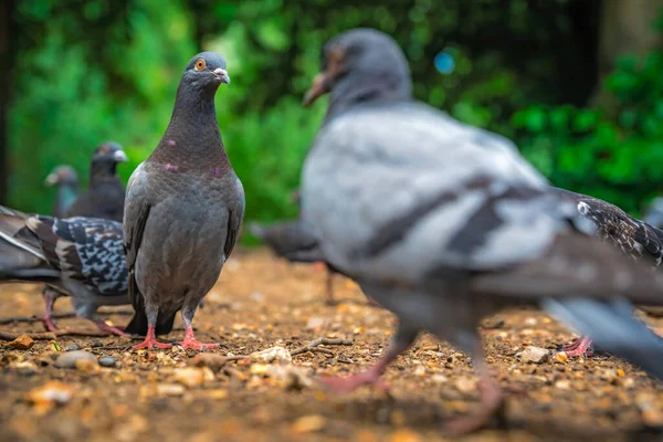Flock Pigeons Walking Ground Park Spring Looking Food — Stockfoto