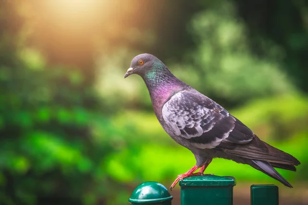 Pigeon Sitting Green Fence Looking Food Spring — Stockfoto