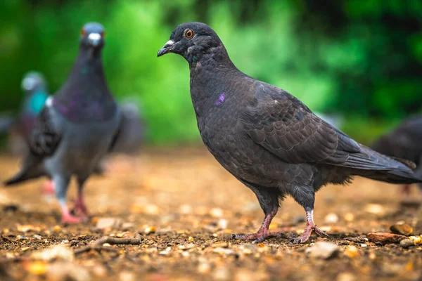 Black Pigeon Walking Ground Park Spring Looking Food — Stockfoto
