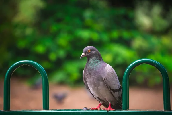 Pigeon Sitting Green Fence Looking Food Spring — Stock Photo, Image