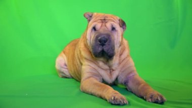 Sharpei. Köpek yeşil arka planda oturuyor..