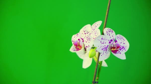 绿色背景绿箱上美丽的兰花 — 图库视频影像