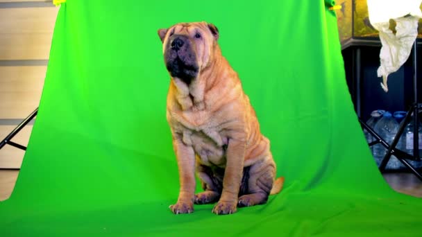 Ik ben Sharpei. hond zit op een groene achtergrond. — Stockvideo